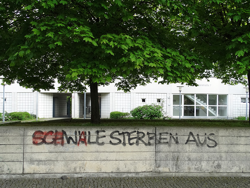 schWALE sterben aus